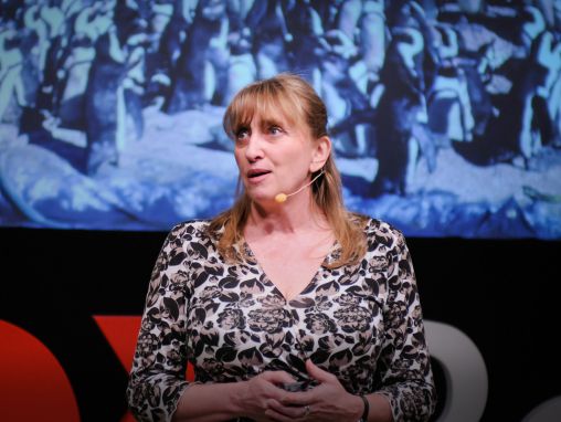 Click to play Dyan deNapoli: El gran rescate de los pingüinos