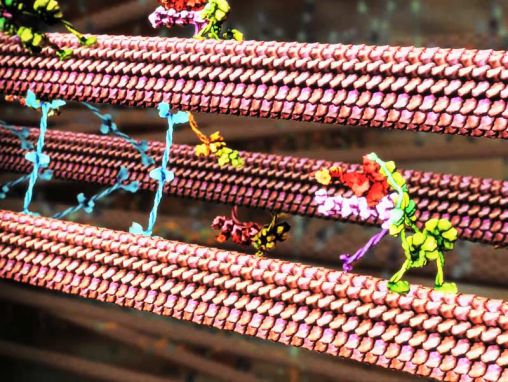 Click to play Drew Berry: Animaciones de biología invisible