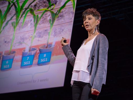 Click to play Jill Farrant: Cómo podemos hacer cultivos que sobrevivan sin agua