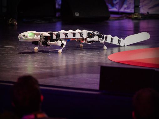 Click to play Auke Ijspeert: Un robot que corre y nada como una salamandra