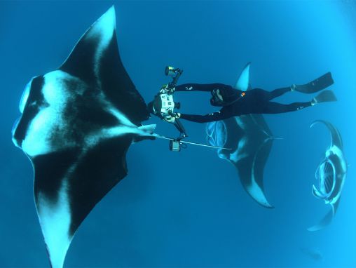 Click to play Thomas Peschak: El mundo marino de un fotógrafo, por dentro