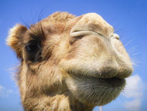 Click to play Latif Nasser: No tienes idea de dónde vienen los camellos