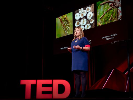 Click to play Laura Boykin: How we're using DNA tech to help farmers fight crop diseases