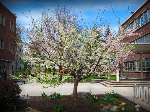 Click to play Sam Van Aken: How one tree grows 40 different kinds of fruit