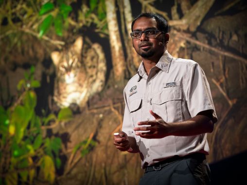 Click to play Ashwin Naidu: The link between fishing cats and mangrove forest conservation