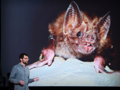Click to play Daniel Streicker: What vaccinating vampire bats can teach us about pandemics