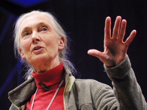 Jane Goodall: Was uns vom Affen unterscheidet