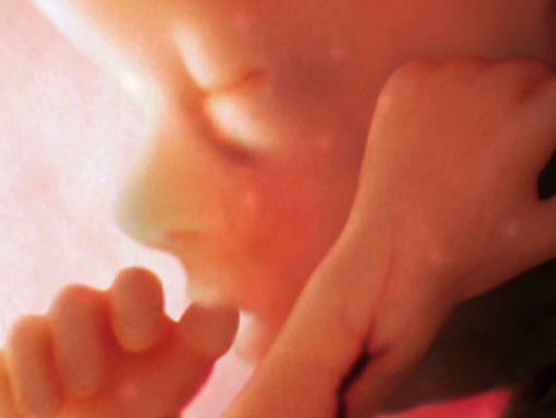 Click to play Alexander Tsiaras: Von der Empfängnis bis zur Geburt – visualisiert