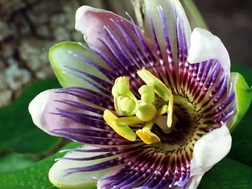 Click to play Louie Schwartzberg: Natur. Schönheit. Dankbarkeit.