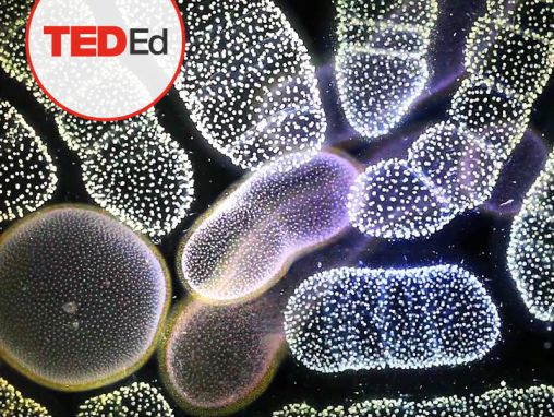 Tierney Thys +  Plankton Chronicles Project: The secret life of plankton