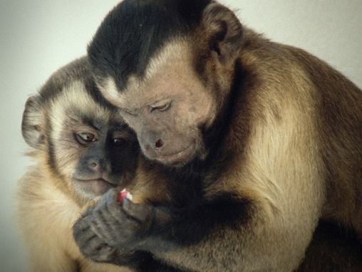 Frans de Waal : Le comportement moral chez les animaux