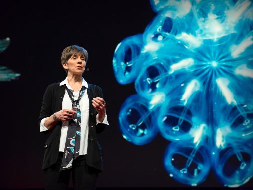 Click to play Heidi M. Sosik: Los descubrimientos que nos esperan en la zona crepuscular oceánica