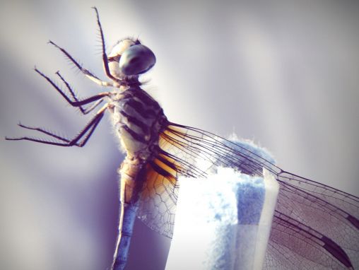 Click to play Greg Gage: How a dragonfly's brain is designed to kill