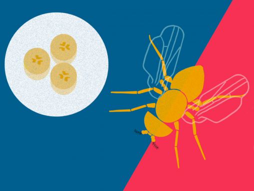 Click to play Greg Gage: How you can make a fruit fly eat veggies