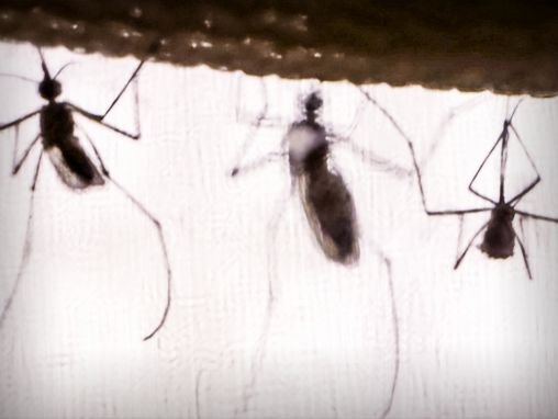 Click to play Greg Gage: The real reason why mosquitoes buzz