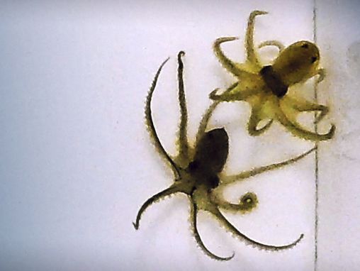 Click to play Greg Gage: How octopuses battle each other