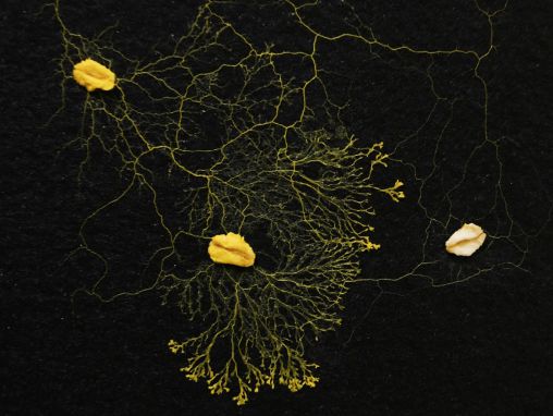 Click to play Heather Barnett: Ciò che l'uomo può imparare da una melma semi-intelligente