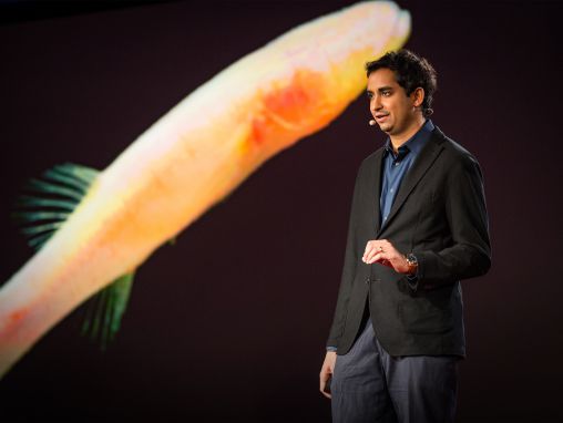 Prosanta Chakrabarty: 没有眼睛的洞穴鱼告诉你史前的秘密