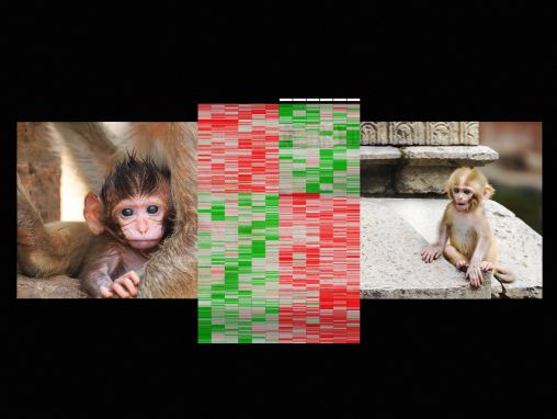 摩西·西夫: 早期生活经历如何写入DNA