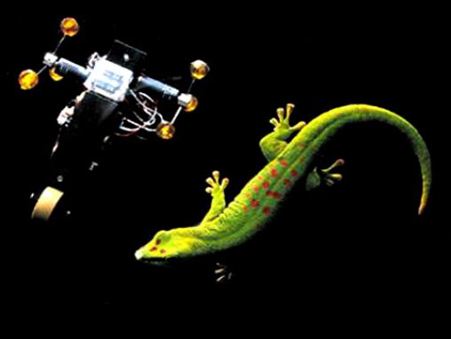 Robert Full谈生物进化启发工程设计