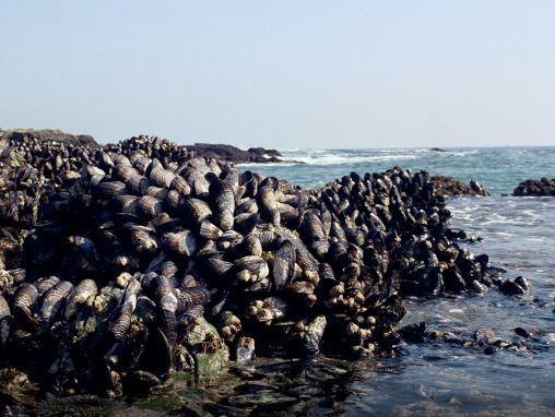 Click to play Jonathan Wilker: What sticky sea creatures can teach us about making glue