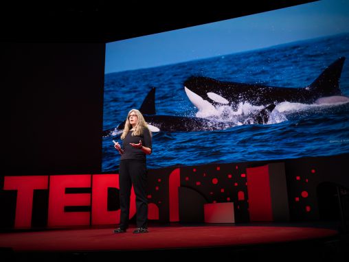 Click to play Barbara Dž. Kinga: Sēras un mīlestība dzīvnieku pasaulē