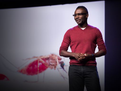 Click to play Fredros Okumu: Why I study the most dangerous animal on earth -- mosquitoes