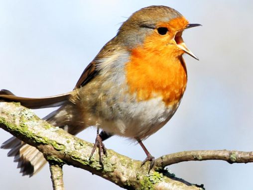 Tim Birkhead: The early birdwatchers