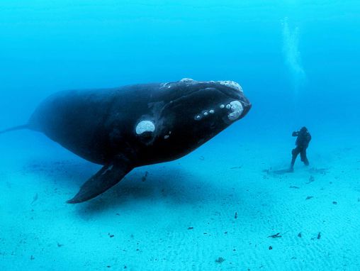 Click to play Brian Skerry enthüllt die Pracht des Meeres -- und dessen Schrecken