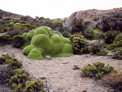瑞秋苏斯曼：世界上最古老的生物
